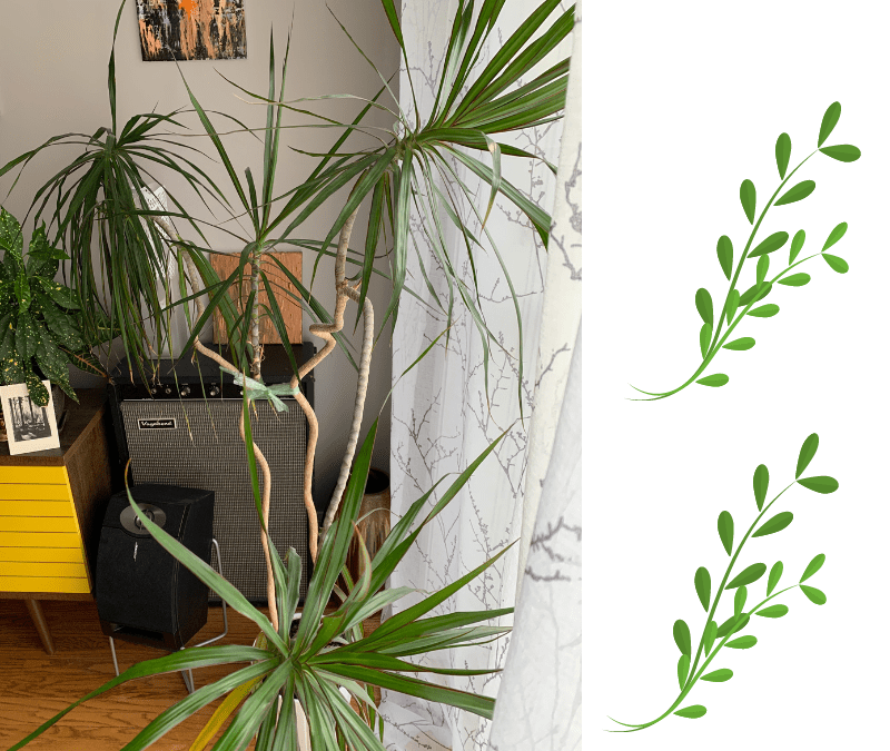 photo of palm houseplant