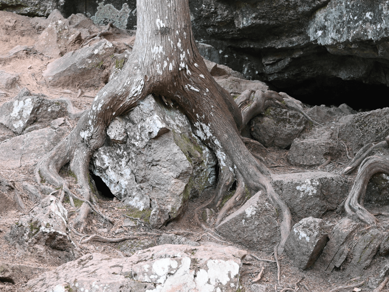 May the fourth be with&nbsp;you